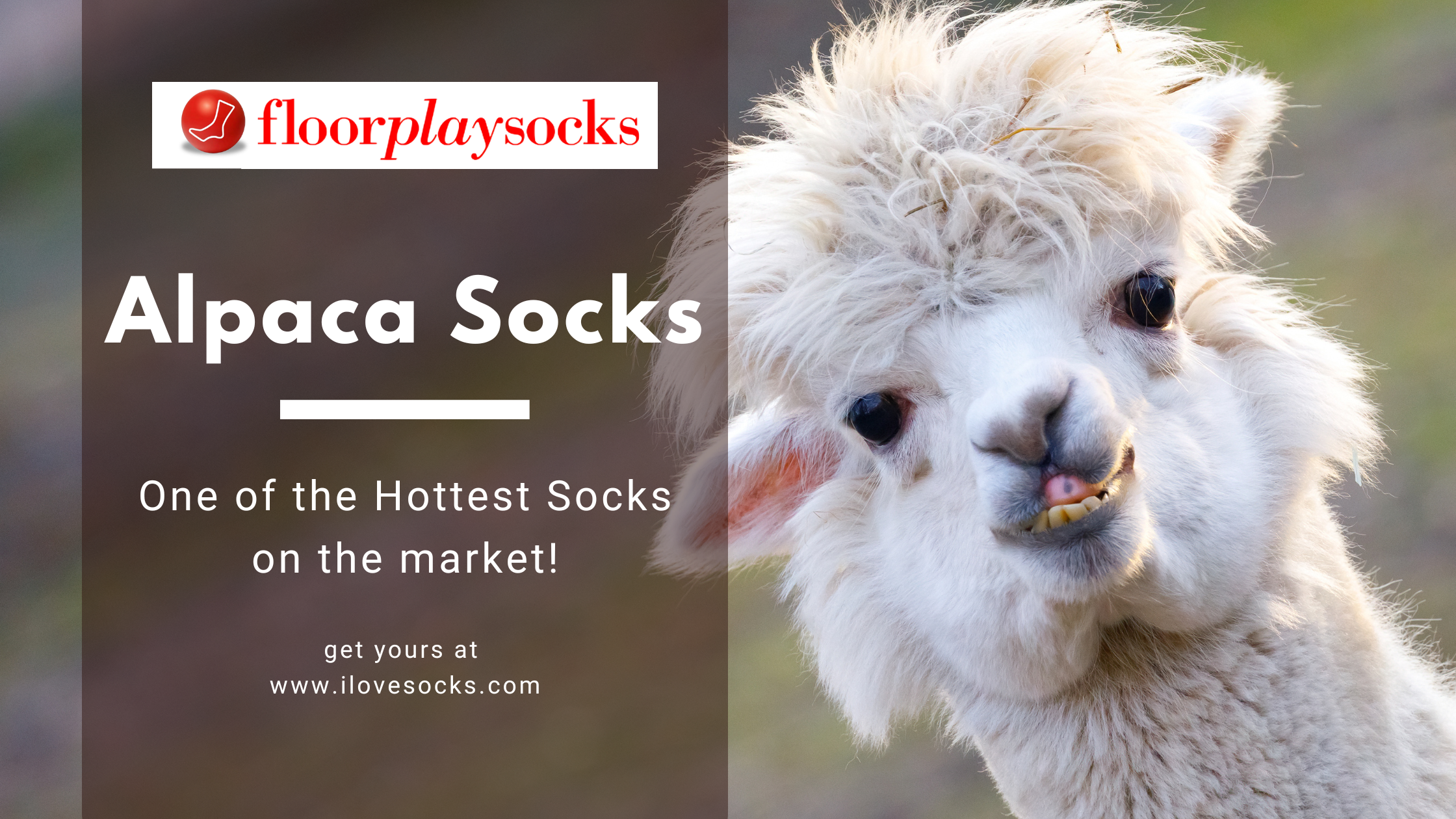 Alapaca Socks: The Hottest Socks on the Market!