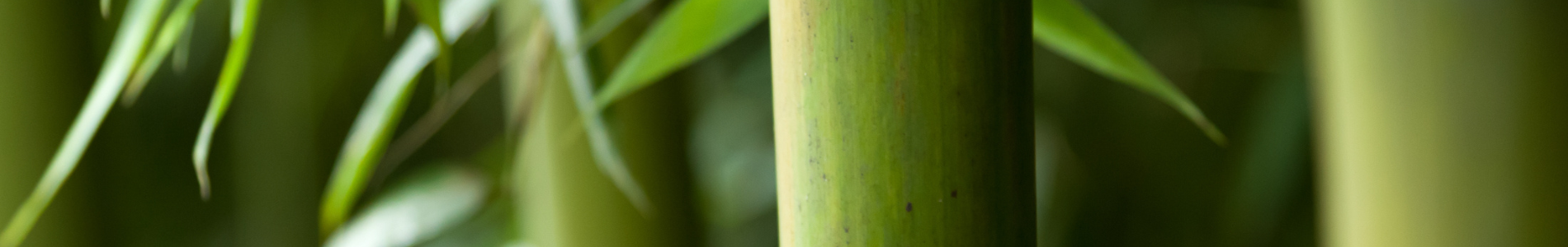 The Benefits of Bamboo